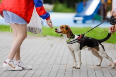 Ко мне, Мухтар! Каширский городской парк